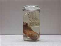 藏品(金鱗魚)的圖片